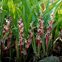 キチジョウソウ