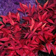 オタフクナンテン