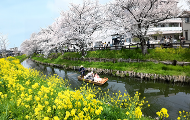 川越春の舟遊び