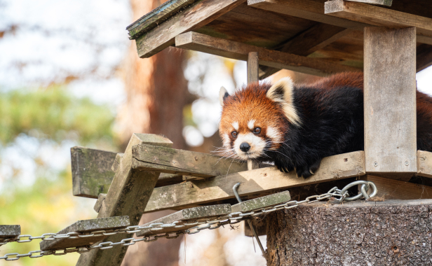 夢見ヶ崎動物公園
